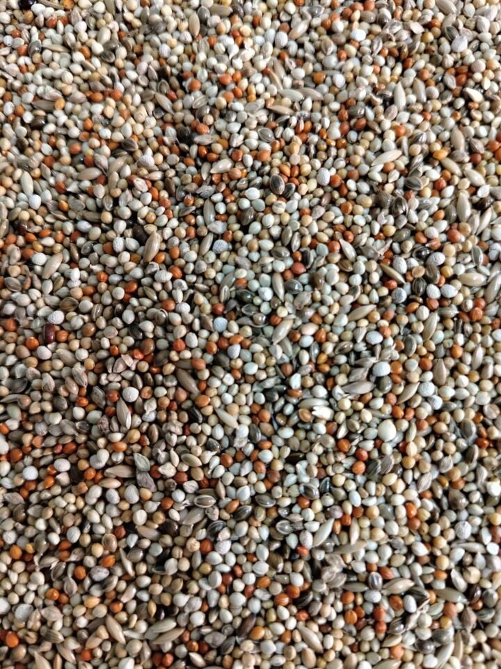 Kuş Sütü F1 Finch Yemi 5 Kg