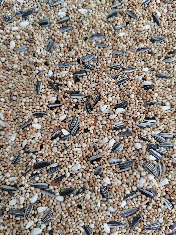 Kuş Sütü P1 Paraket Yemi 5 Kg