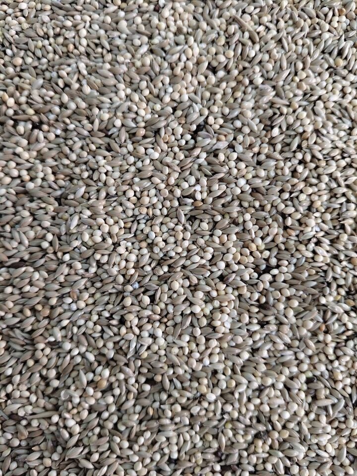 Kuş Sütü M3 Muhabbet Yemi % 50 ak darı % 50 Aspur 20 Kg