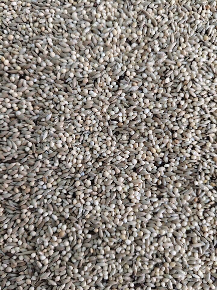 Kuş Sütü M3 Muhabbet Yemi % 50 ak darı % 50 Aspur 5 Kg