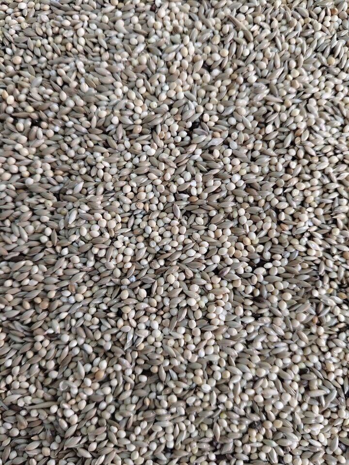 Kuş Sütü M3 Muhabbet Yemi % 50 ak darı % 50 Aspur 1 Kg