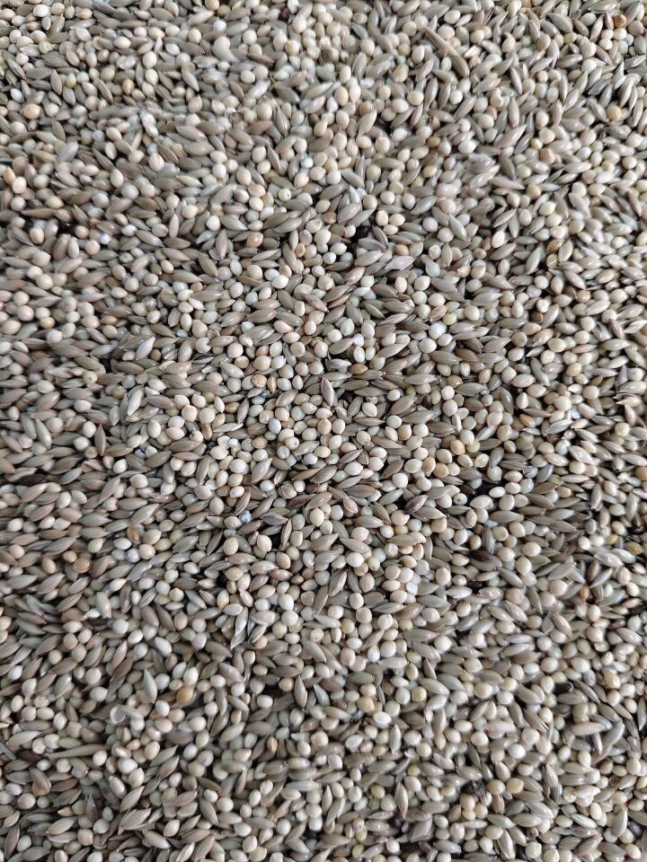 Kuş Sütü M3 Muhabbet Yemi % 50 ak darı % 50 Aspur 1 Kg