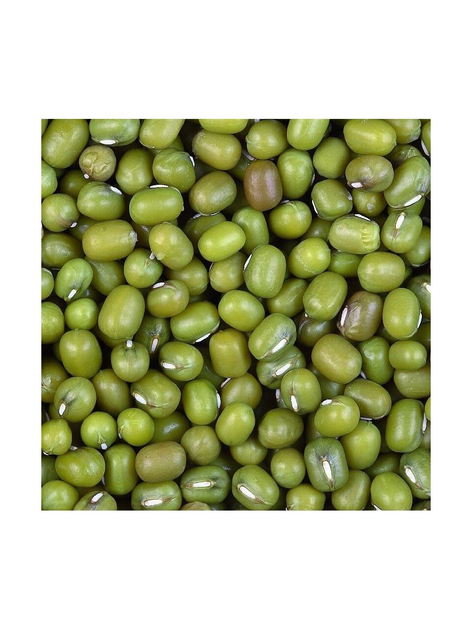Kuş Sütü Maş Fasülyesi 1 Kg