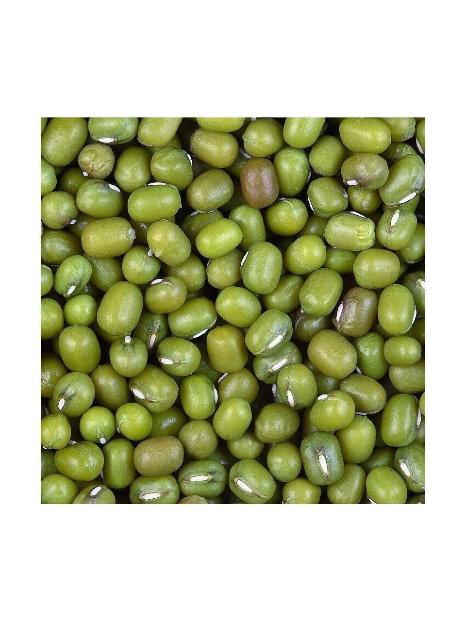Kuş Sütü Maş Fasülyesi 25 Kg